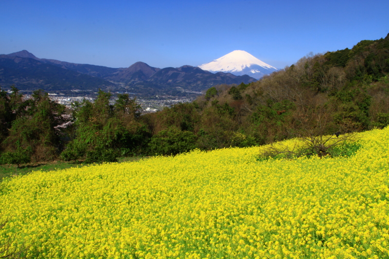 富士山画像記録