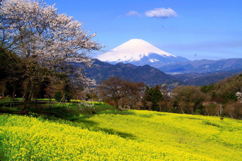 富士山画像作品