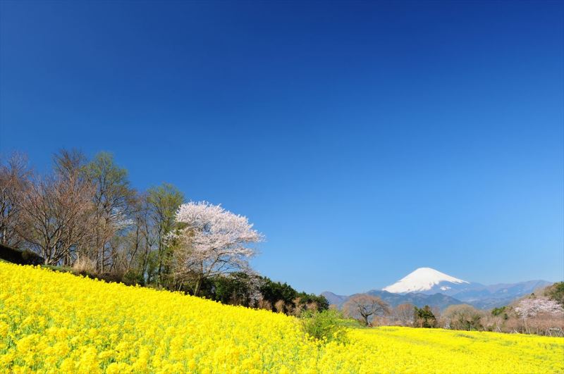 富士山画像作品