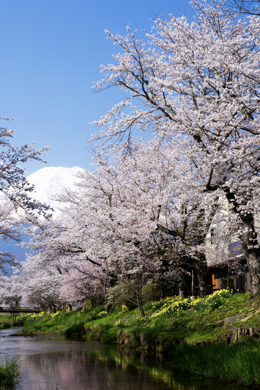 富士山画像作品