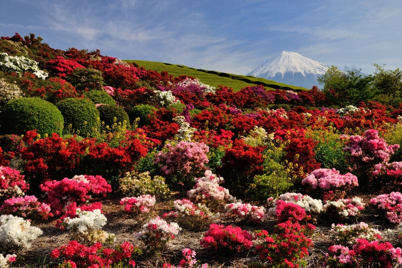 富士山画像作品