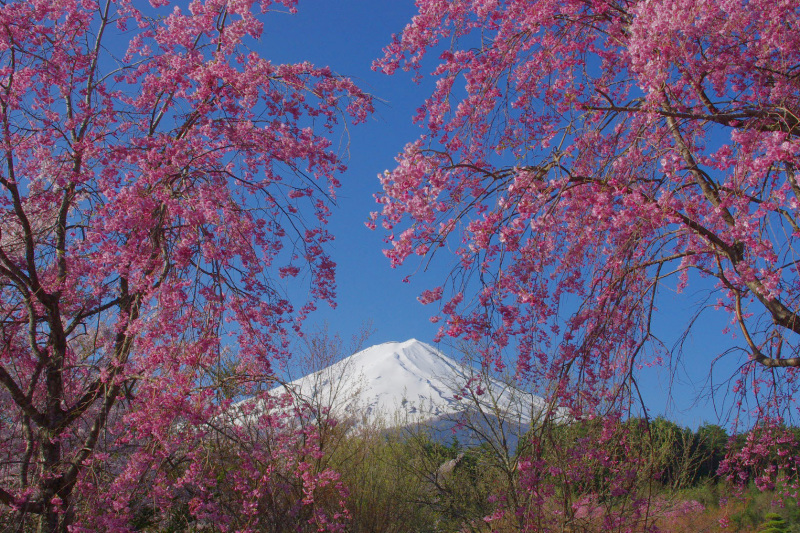 富士山画像作品