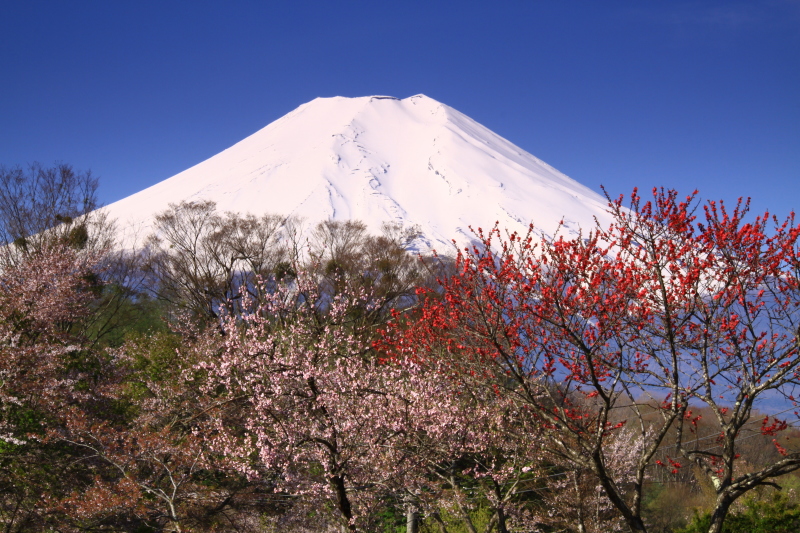 富士山画像記録