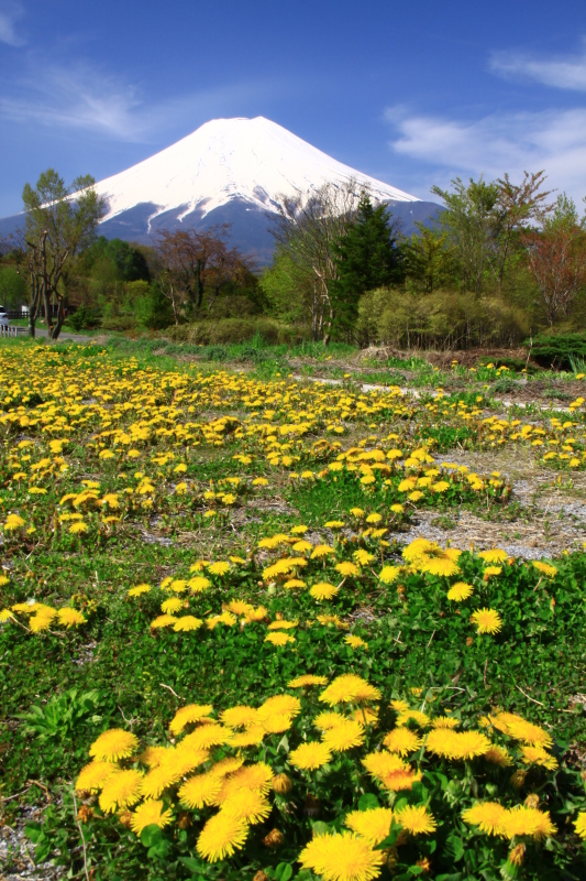 富士山画像作品