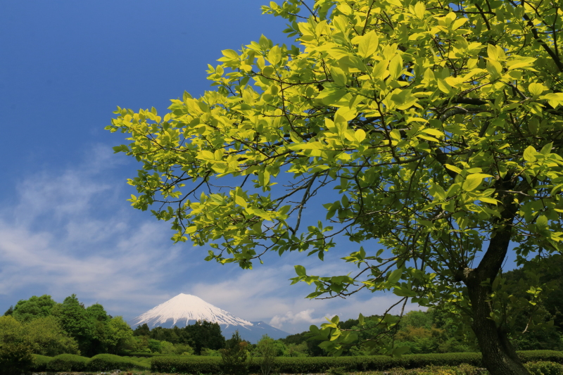 富士山画像記録