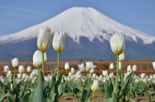 富士山画像作品