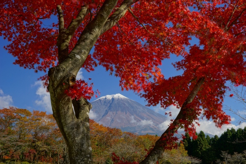 富士山画像作品