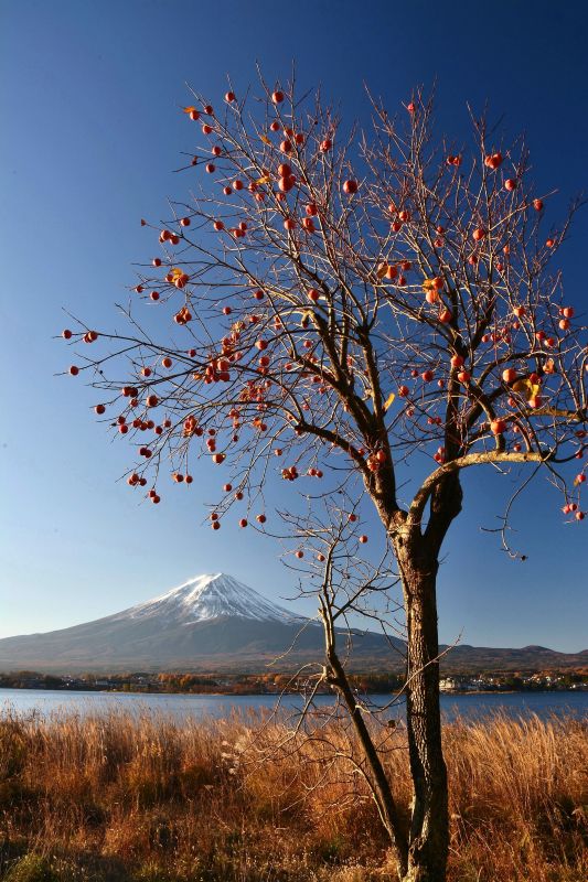 富士山画像作品