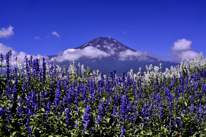 富士山画像作品