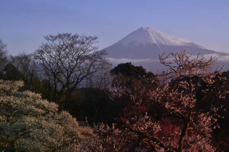 富士山画像作品