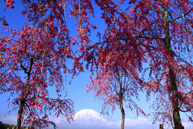 富士山画像記録