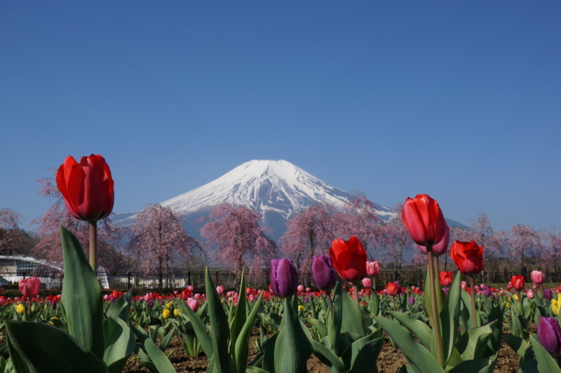 富士山画像記録