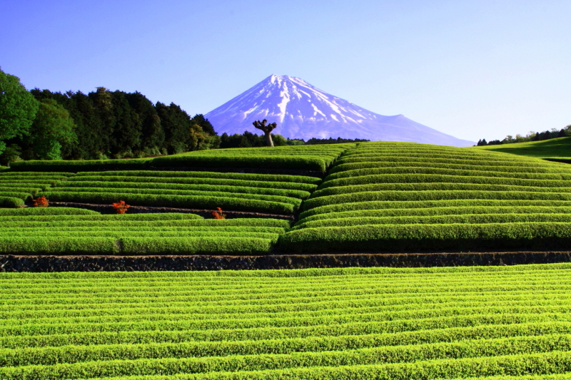 富士山画像記録