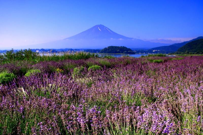 富士山画像記録