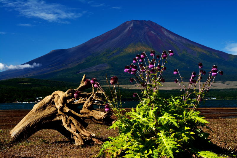 富士山画像作品