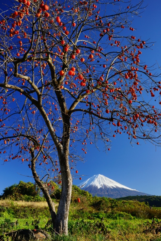 富士山画像作品