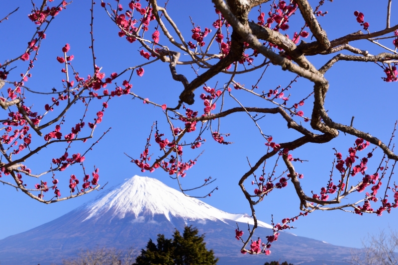 富士山画像作品