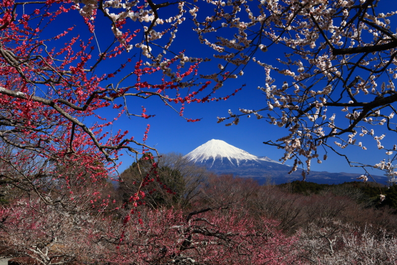 富士山画像作品