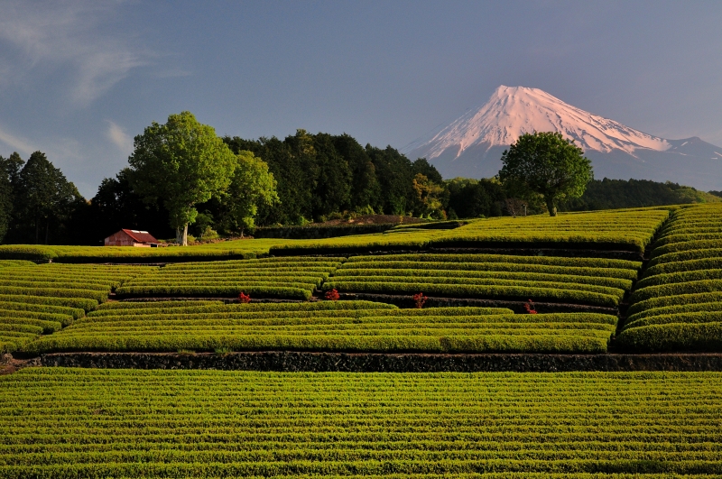 富士山画像作品