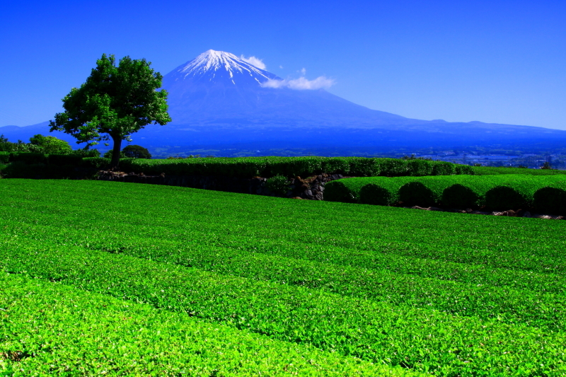 富士山画像記録