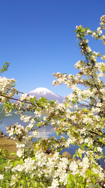 富士山画像記録