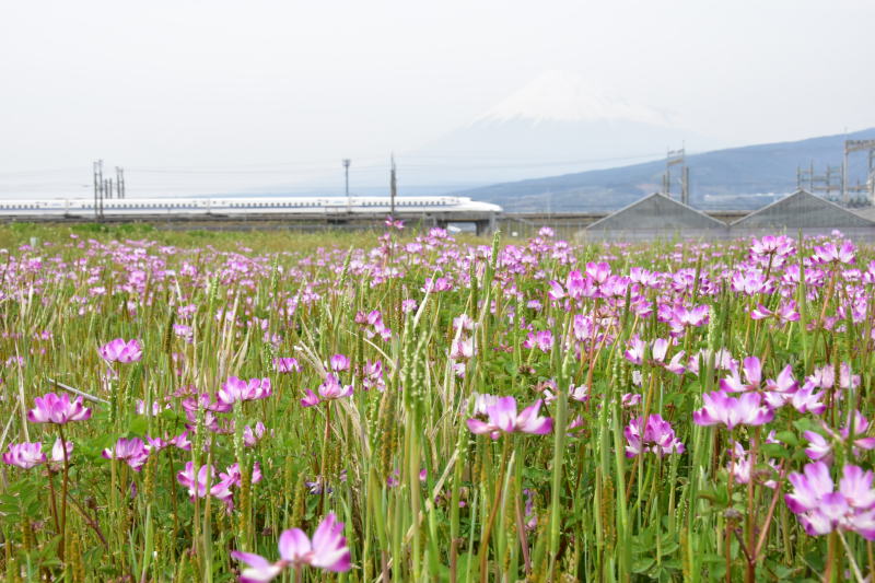 富士山画像作品