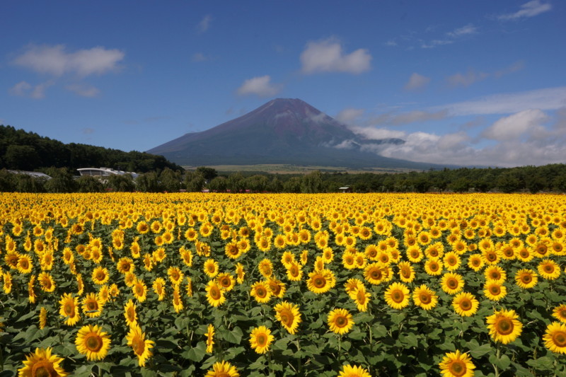 富士山画像記録