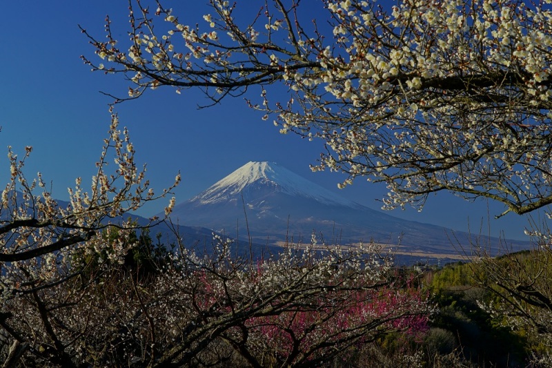 富士山画像作品