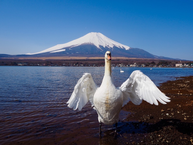 富士山画像作品