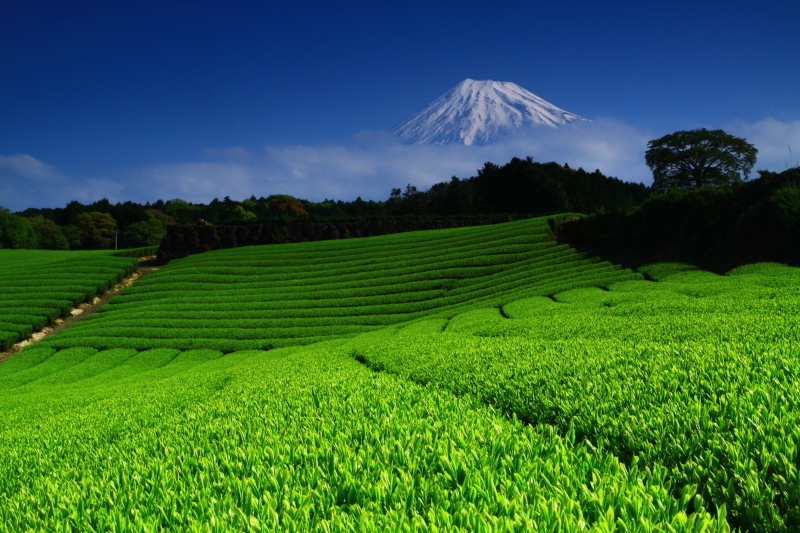 富士山画像記録