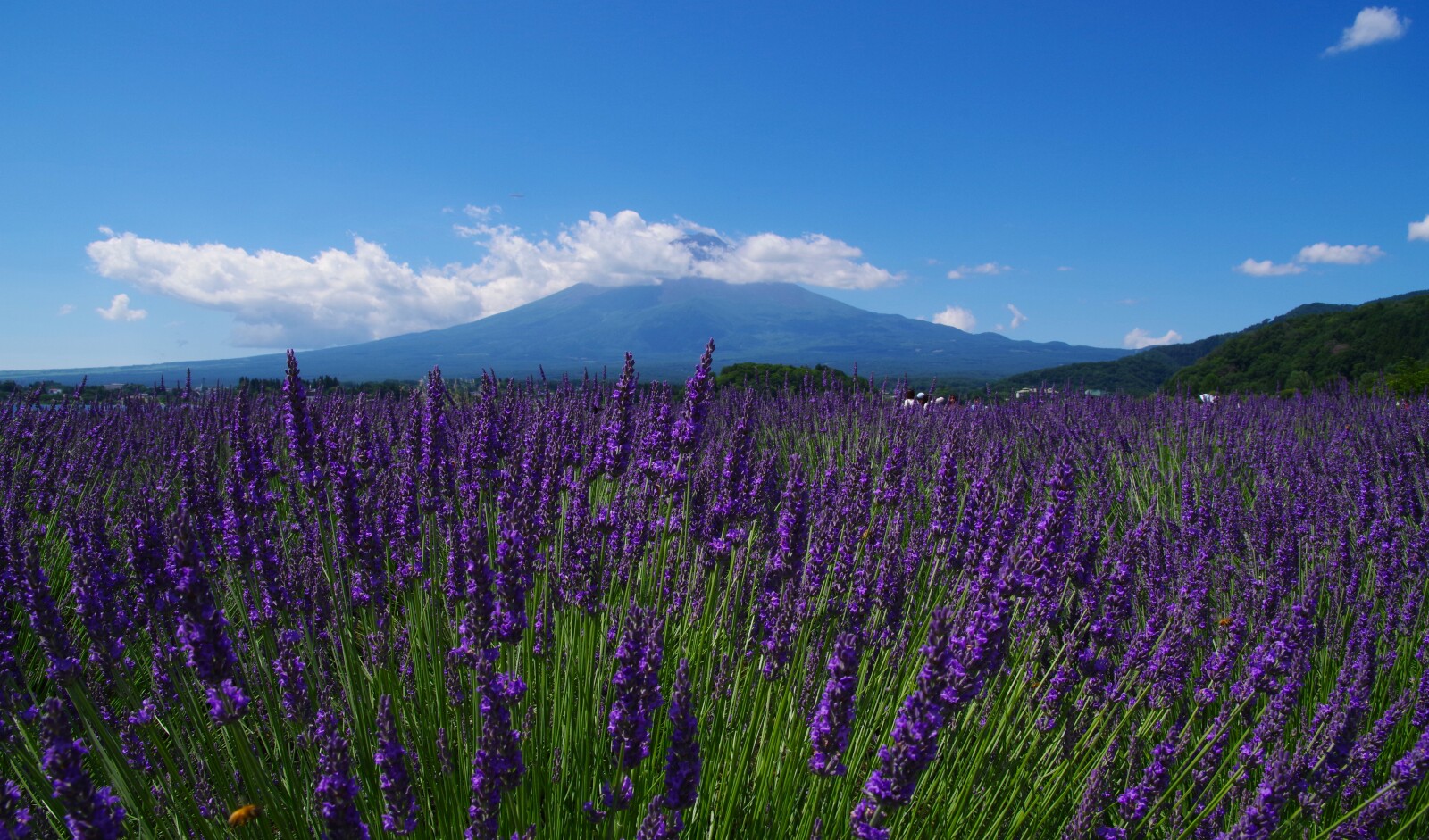 富士山画像記録