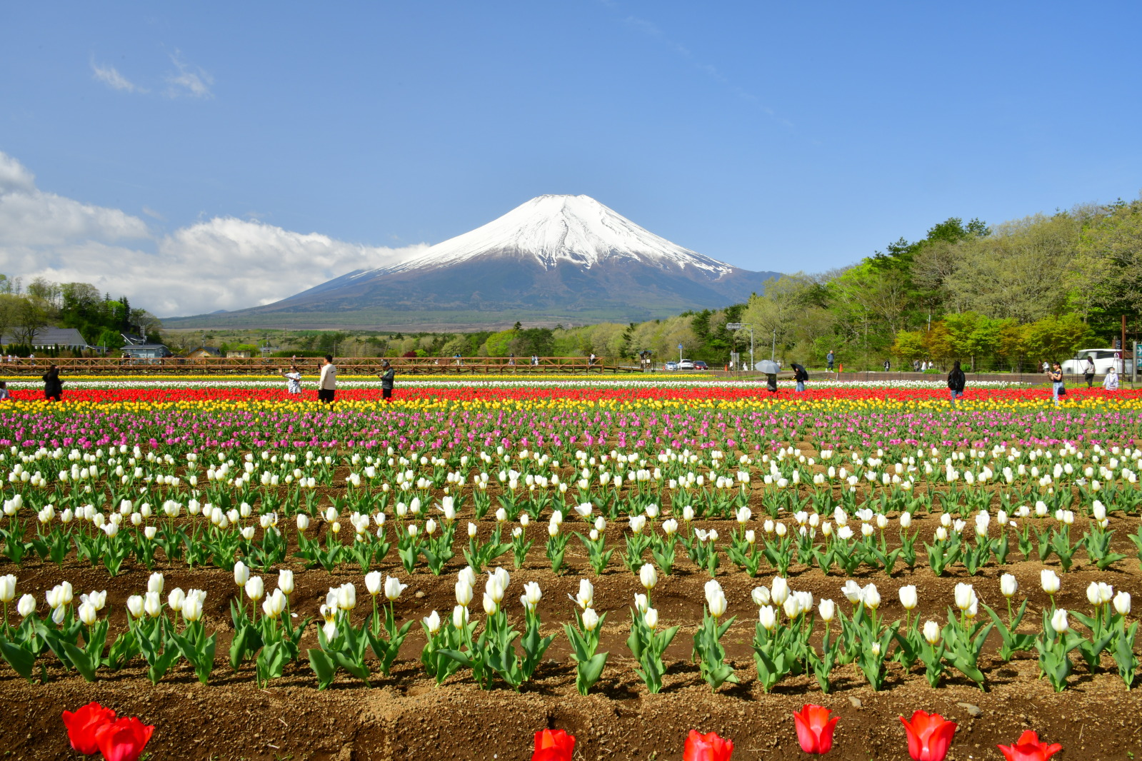 富士山画像記録